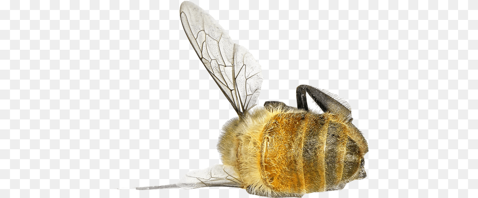 Bee, Animal, Apidae, Bumblebee, Insect Free Png