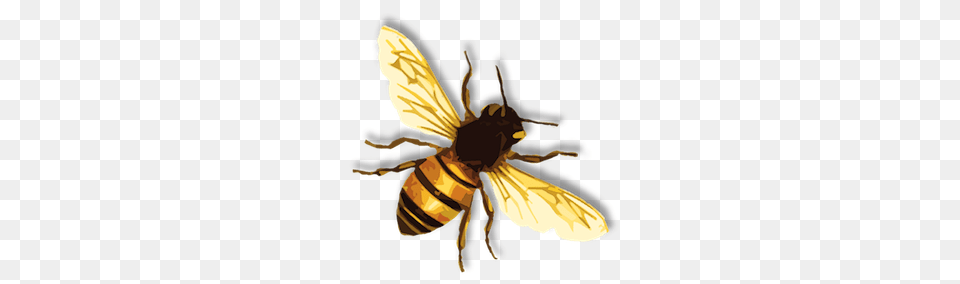 Bee, Animal, Honey Bee, Insect, Invertebrate Free Transparent Png