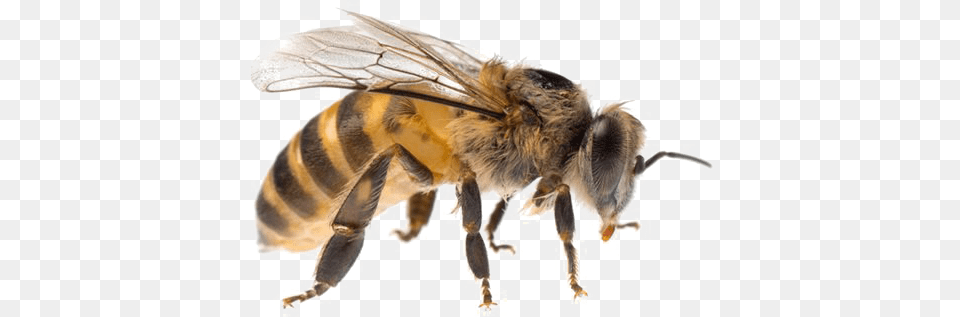 Bee, Animal, Honey Bee, Insect, Invertebrate Free Png