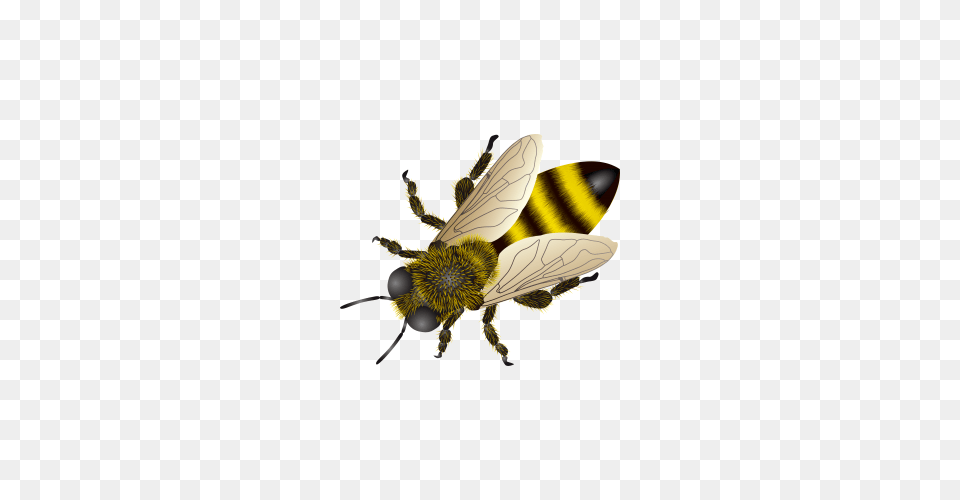 Bee, Animal, Insect, Invertebrate, Wasp Png Image
