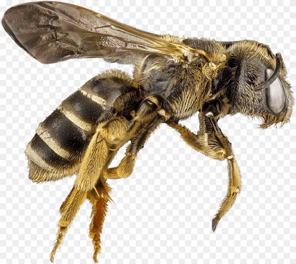 Bee, Animal, Apidae, Bumblebee, Insect Free Png