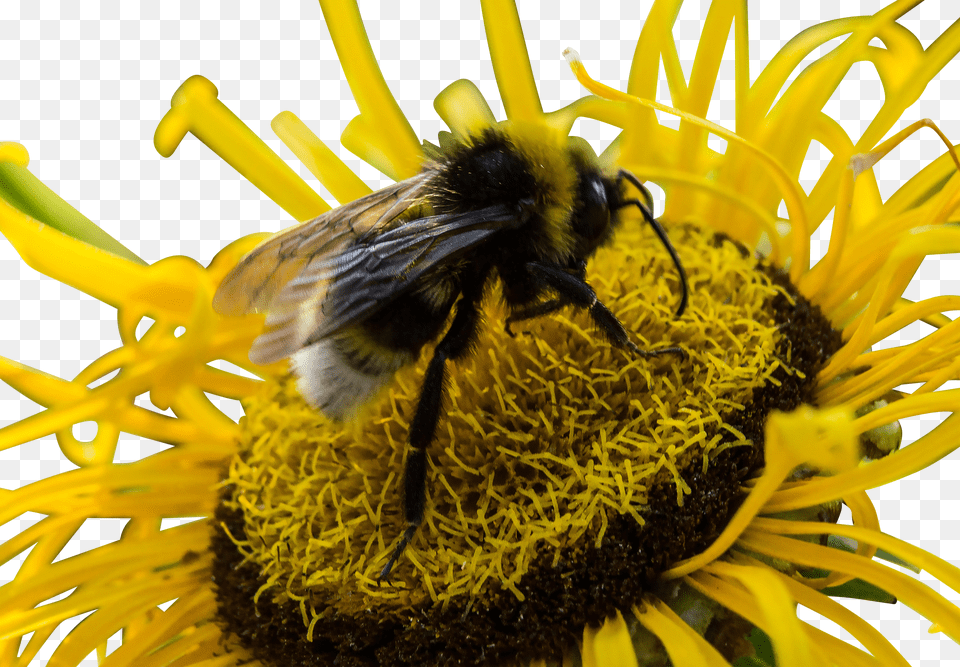 Bee Clip Free Transparent Png