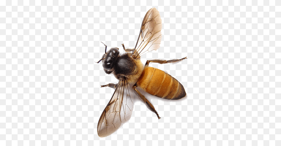 Bee, Animal, Honey Bee, Insect, Invertebrate Png Image