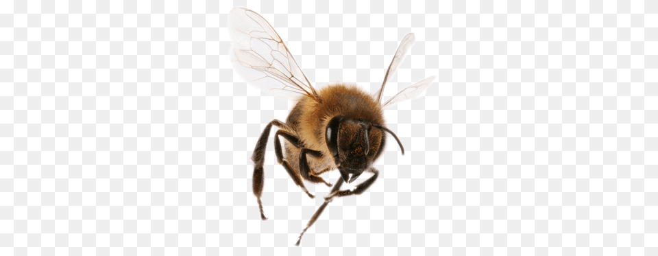 Bee, Animal, Insect, Invertebrate, Apidae Free Png Download