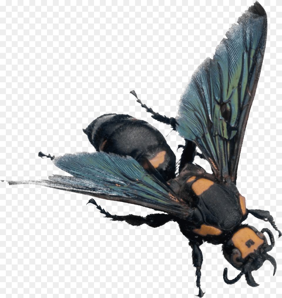Bee, Animal, Wasp, Invertebrate, Insect Png Image