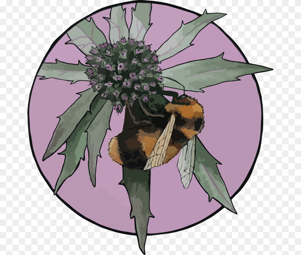 Bee And Thistle Lissie Rydz Design, Insect, Animal, Apidae, Bumblebee Png Image