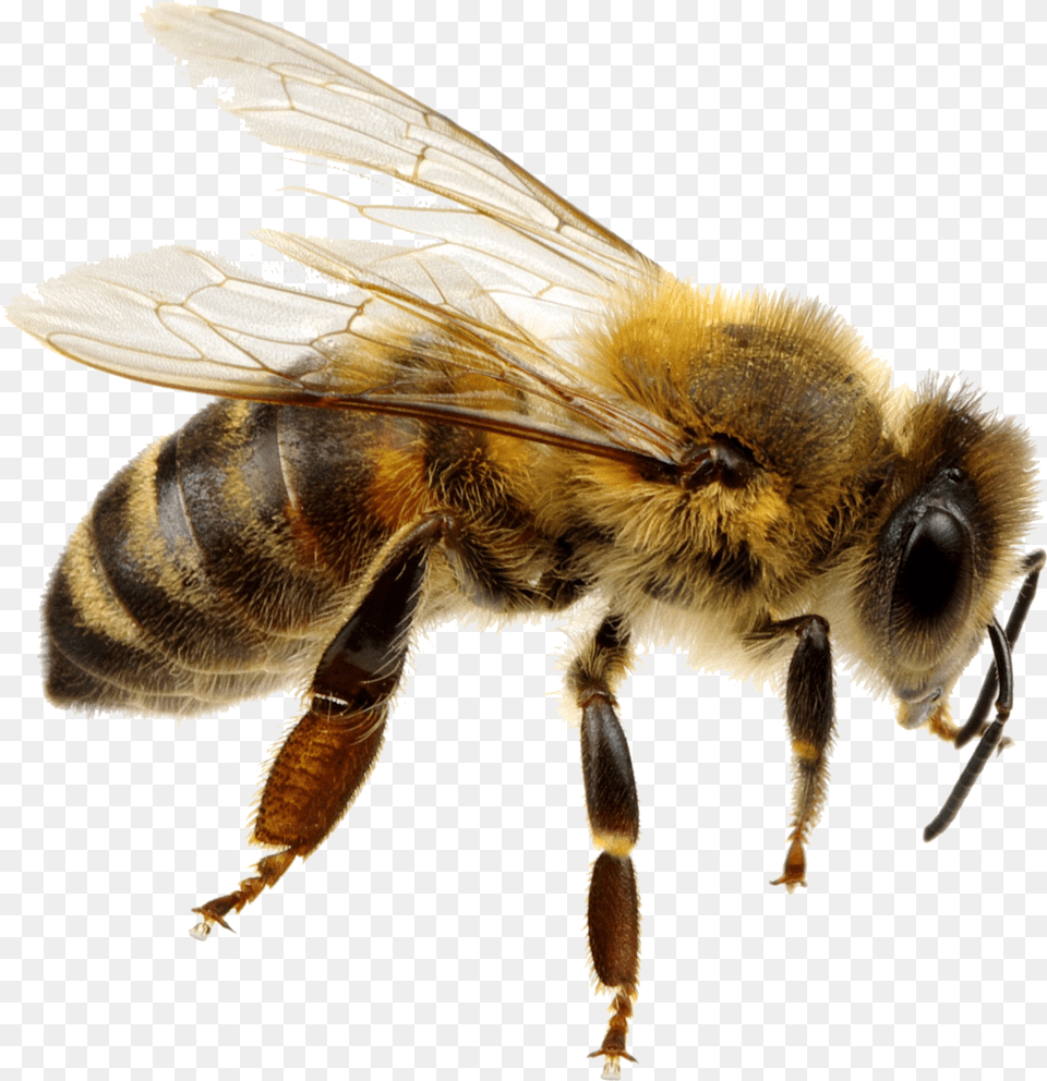 Bee Background Transparent Background Bee, Animal, Honey Bee, Insect, Invertebrate Free Png Download