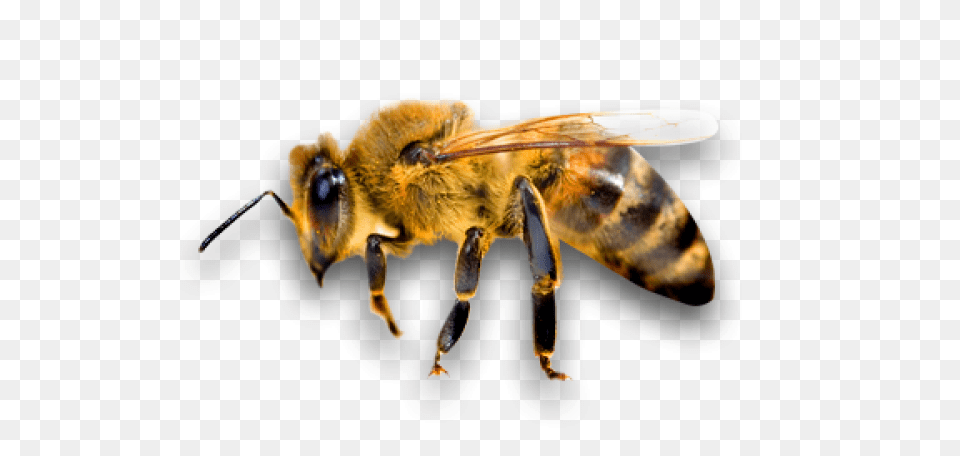 Bee Bee, Animal, Honey Bee, Insect, Invertebrate Png Image