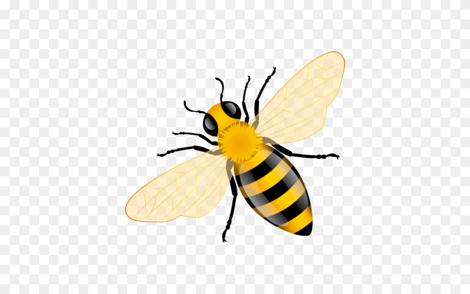 Bee Bee Art Bee Crafts, Animal, Honey Bee, Insect, Invertebrate Free Transparent Png