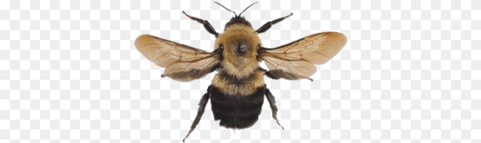 Bee Bumblebee Yellow Aesthetic Arthoe Honey Memes Art Hoe Aesthetic, Animal, Apidae, Insect, Invertebrate Free Transparent Png