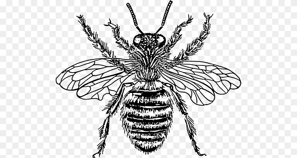 Bee Clip Art, Animal, Insect, Invertebrate, Wasp Free Transparent Png