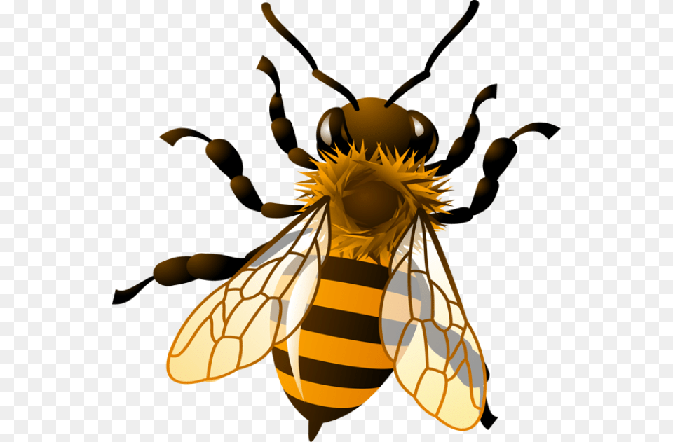 Bee Clip Art, Animal, Honey Bee, Insect, Invertebrate Png Image