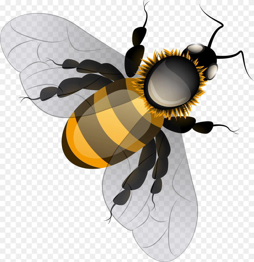 Bee Clip Art Background Bee, Animal, Honey Bee, Insect, Invertebrate Free Png