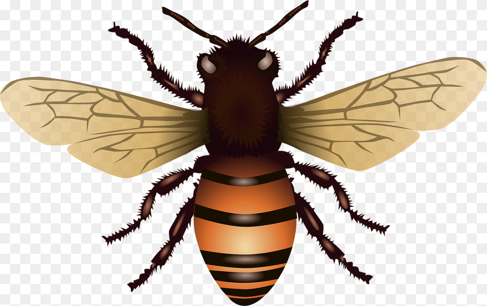 Bee Clipart, Animal, Honey Bee, Insect, Invertebrate Png