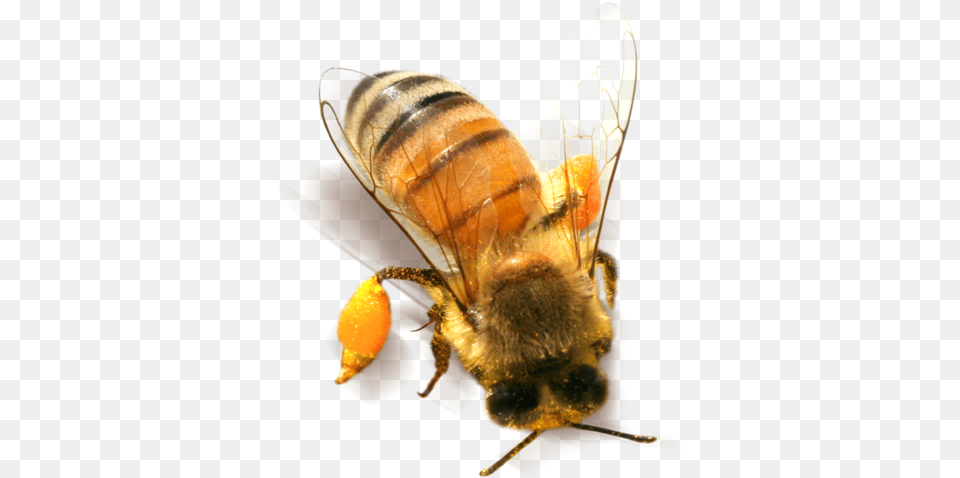 Bee Clipart 2011, Animal, Honey Bee, Insect, Invertebrate Free Png