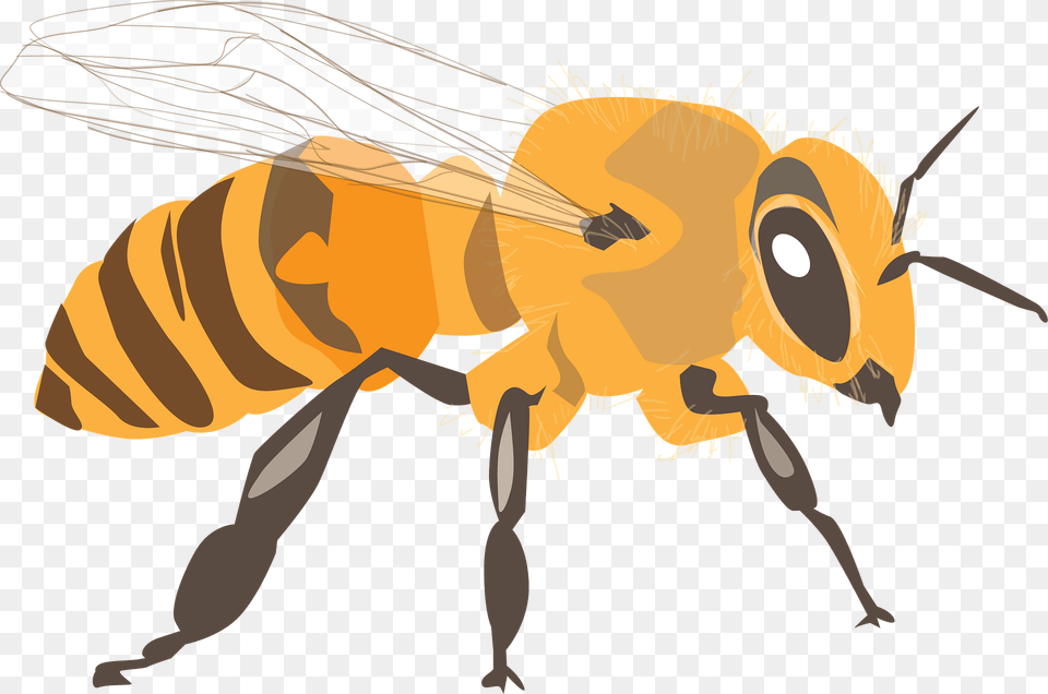 Bee Clipart, Animal, Honey Bee, Insect, Invertebrate Free Png