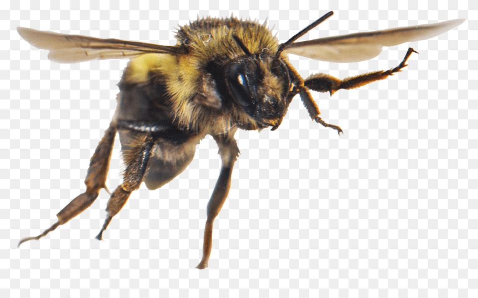 Bee Clipart Honeybee, Honey Bee, Animal, Apidae, Bumblebee Free Png Download