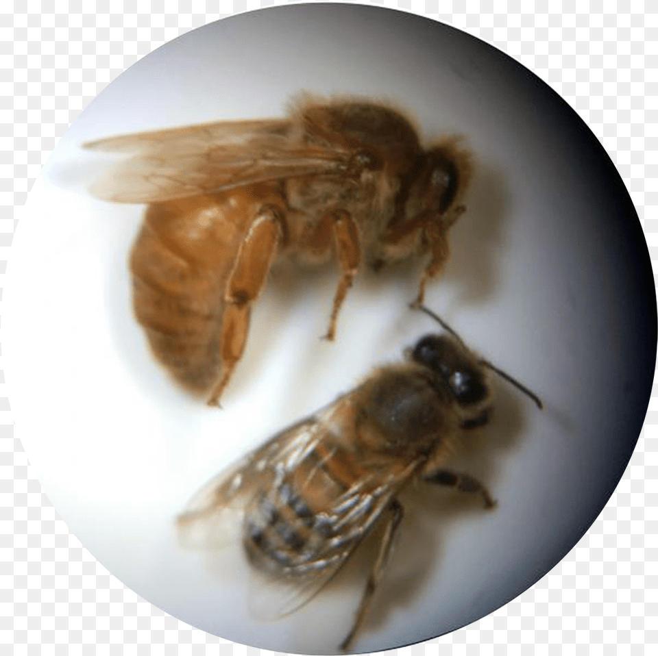 Bee Clipart Honeybee, Animal, Apidae, Honey Bee, Insect Free Png