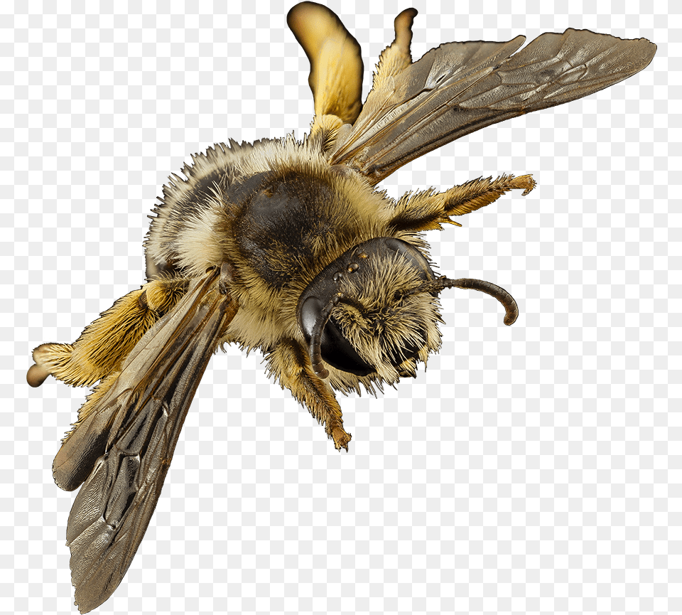 Bee Clipart Honeybee, Animal, Apidae, Bumblebee, Insect Free Transparent Png