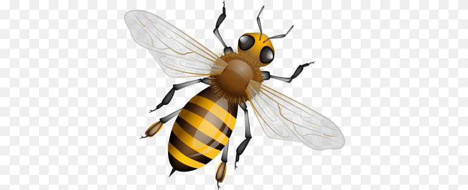 Bee Clipartbeesbee, Animal, Invertebrate, Insect, Honey Bee Free Transparent Png