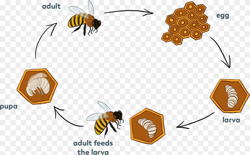 Bee Cycle Bees Cycle, Animal, Honey Bee, Insect, Invertebrate Png Image