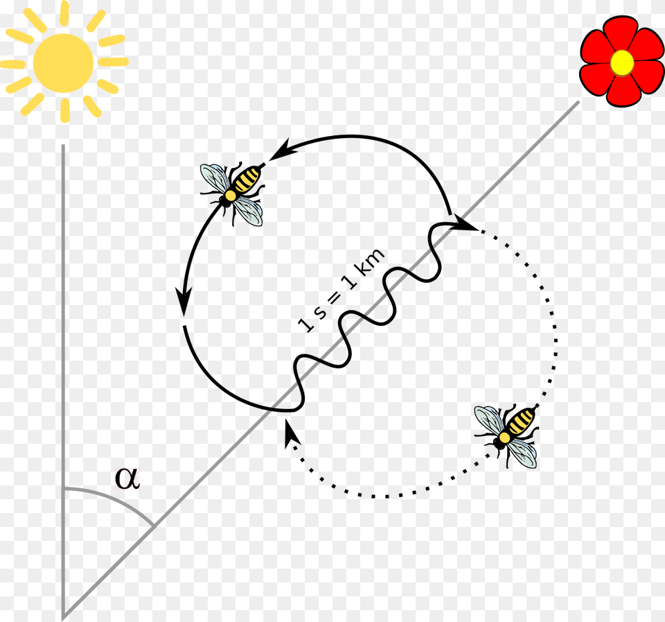 Bee Dance, Animal, Insect, Invertebrate, Wasp Png Image
