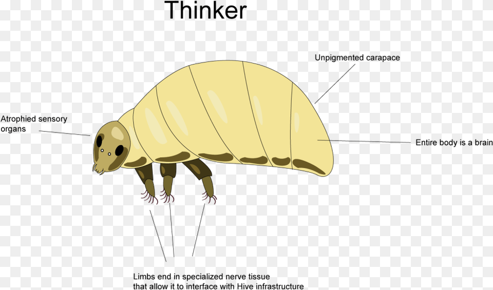 Bee Bee, Animal, Flea, Insect, Invertebrate Free Png Download