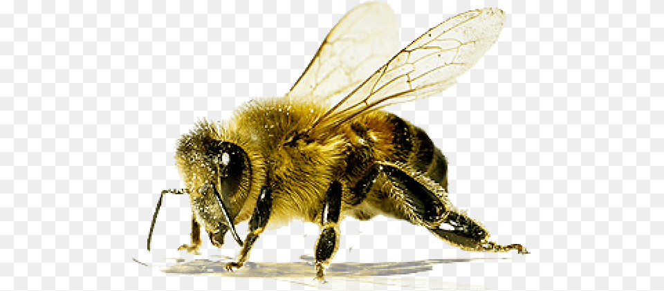 Bee Download Images Does A Killer Bee Look Like, Animal, Honey Bee, Insect, Invertebrate Free Transparent Png