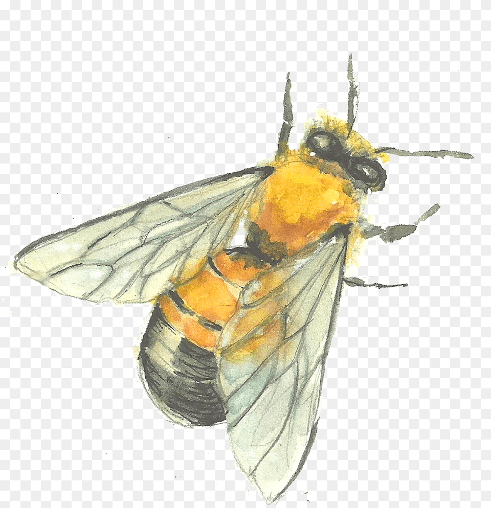 Bee Drawing Watercolor Net Winged Insects, Animal, Insect, Invertebrate, Wasp Free Png Download