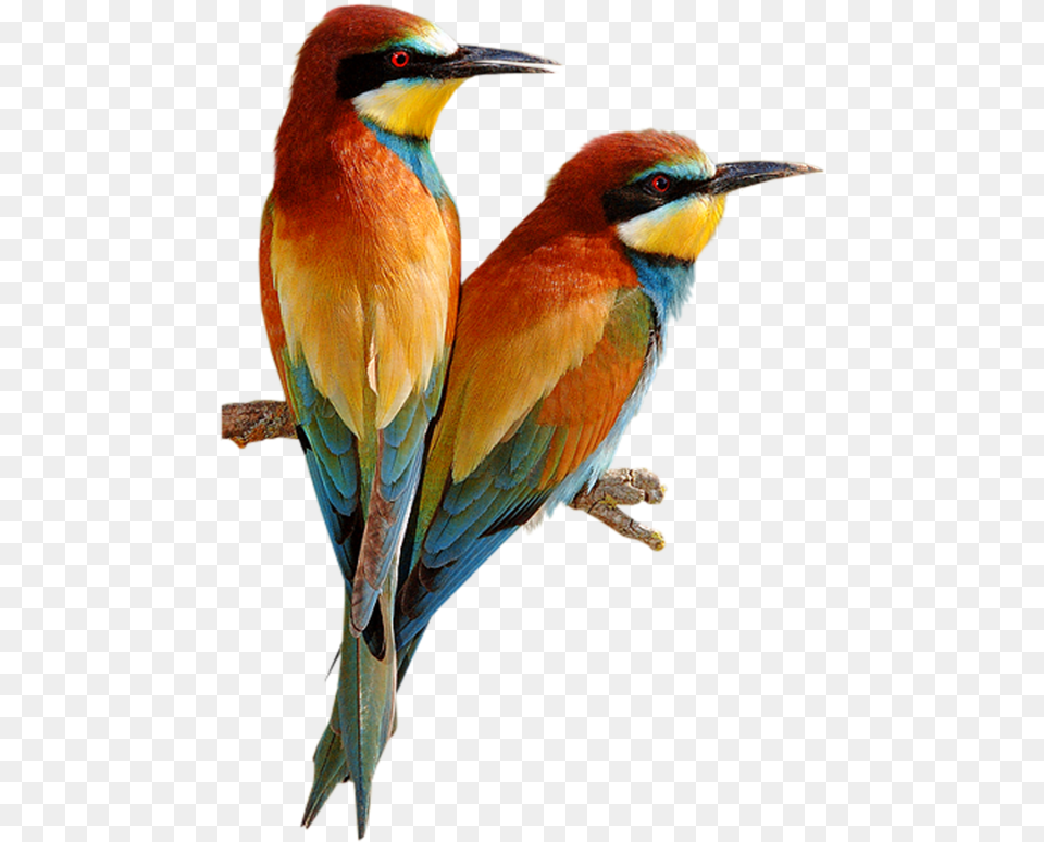 Bee Eater Bird Clipart Download Beautiful Birds Of The World, Animal, Beak, Bee Eater Png Image