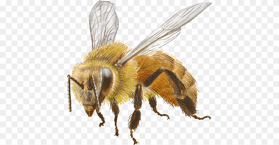 Bee Facts Parasitism, Animal, Apidae, Bumblebee, Honey Bee Free Png Download
