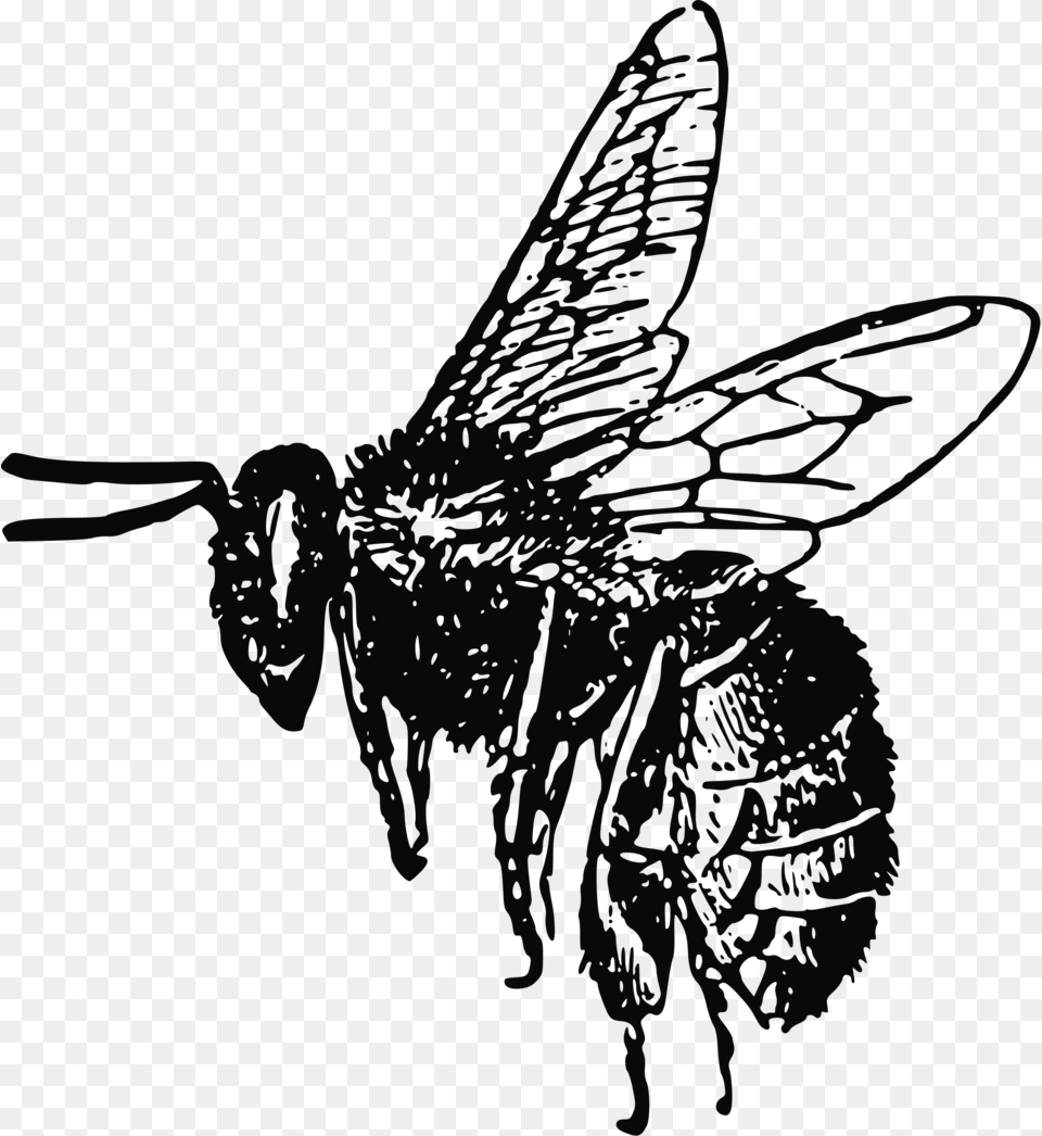Bee Stock Photo Bee Clip Art, Animal, Insect, Invertebrate, Wasp Free Png Download