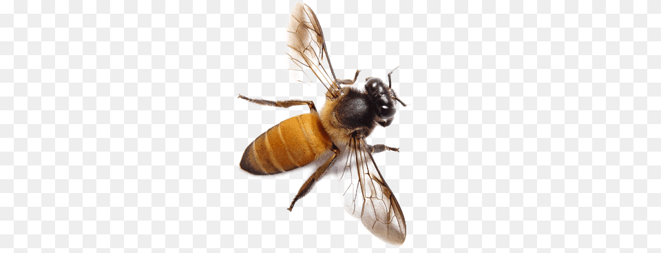 Bee From Top, Animal, Honey Bee, Insect, Invertebrate Png Image