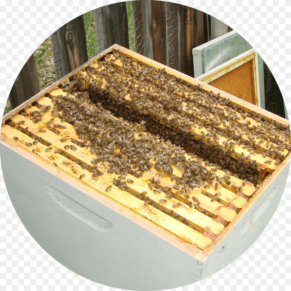 Bee Hives Free Transparent Png
