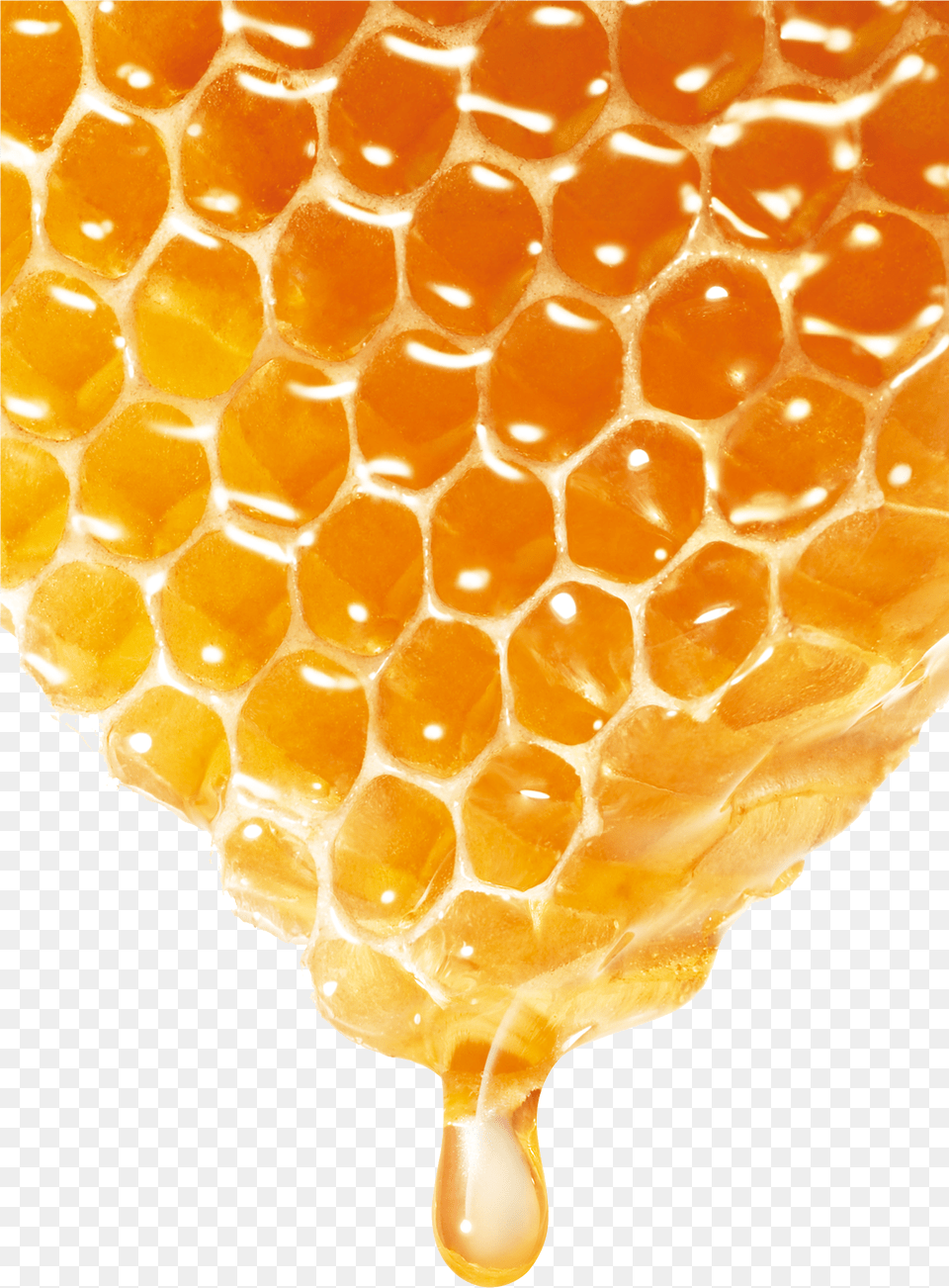 Bee Honey Png Image