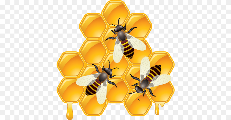 Bee Honey Bee Clipart, Animal, Wasp, Invertebrate, Insect Png