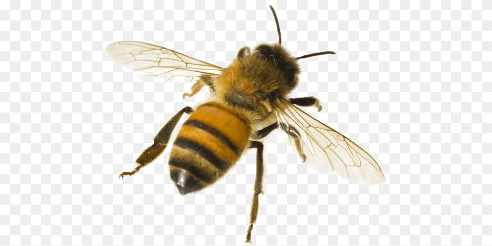 Bee Honey Bee White Background, Animal, Honey Bee, Insect, Invertebrate Png Image