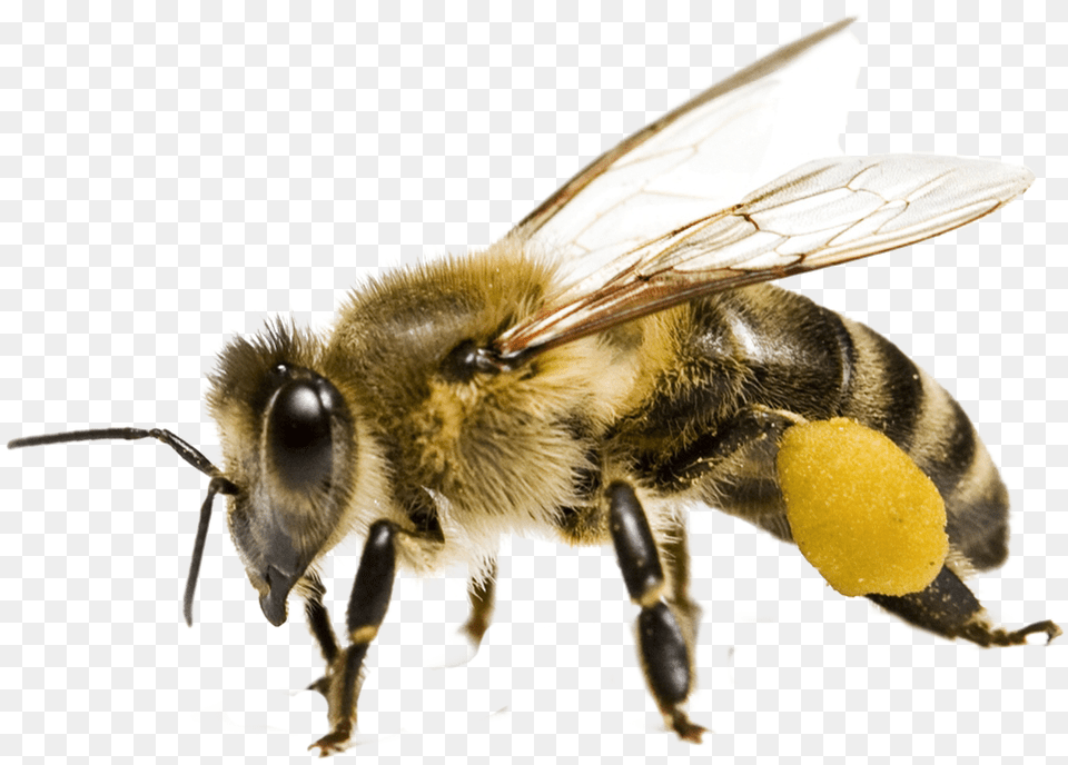 Bee Honeybee, Animal, Honey Bee, Insect, Invertebrate Png