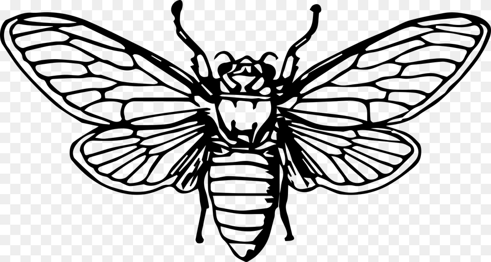 Bee Honeybee Insect Animal Bee Outline Animal Outline Cicada Line Drawing, Gray Png