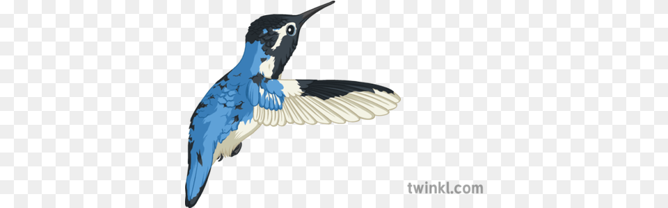 Bee Hummingbird Illustration Twinkl European Swallow, Animal, Bird, Jay Free Transparent Png