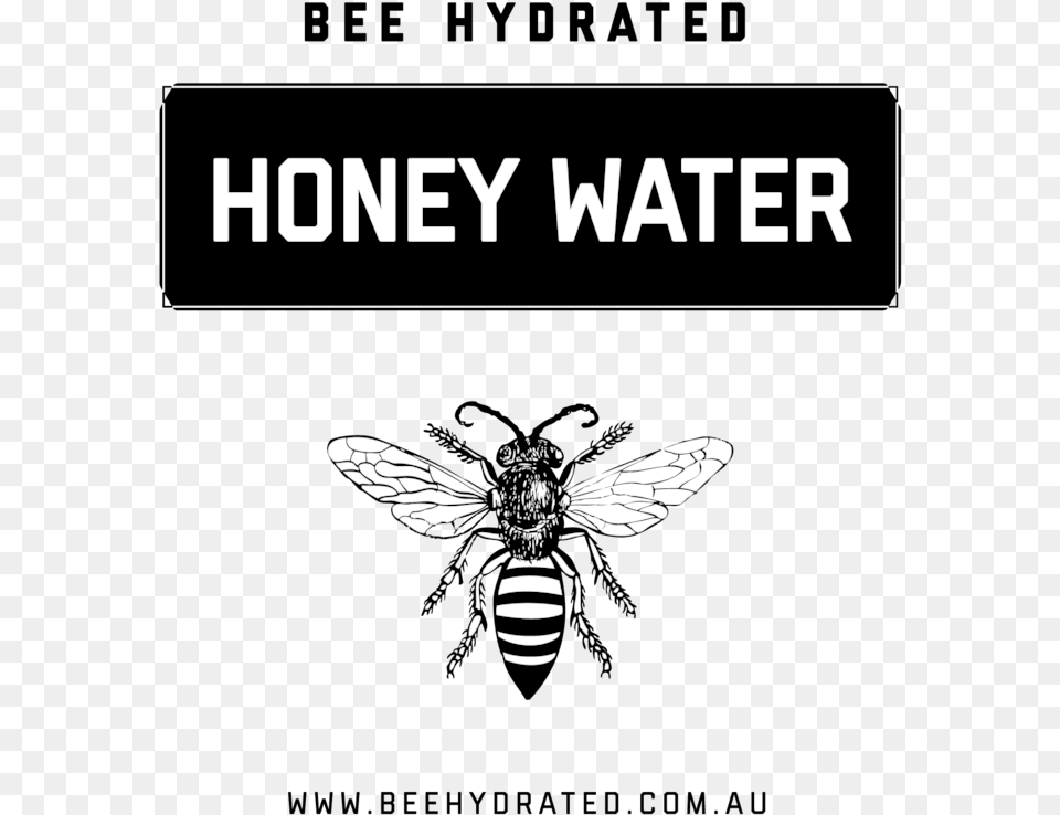 Bee Hydrated Honey Water Contains 100 Natural Australian Honeybee, Animal, Insect, Invertebrate, Wasp Png