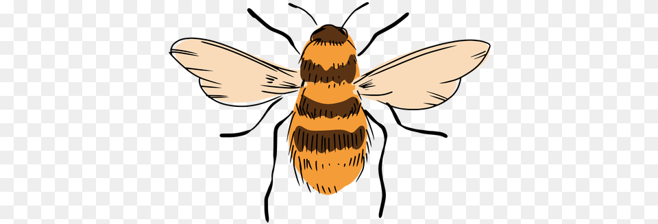 Bee Illustration Parasitism, Animal, Invertebrate, Insect, Honey Bee Free Png
