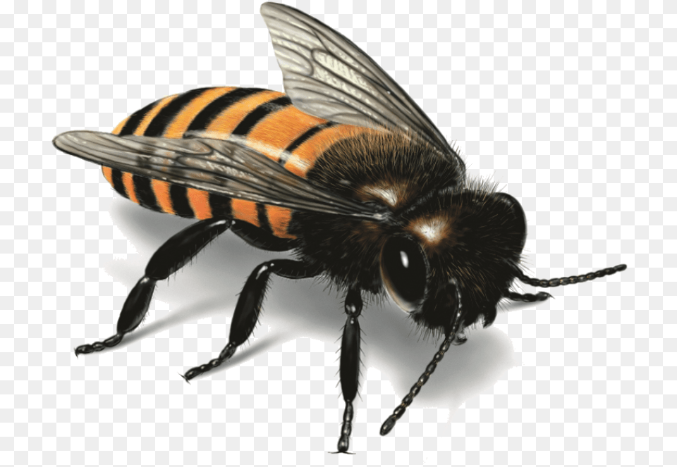 Bee Image Characteristics Of Western Honey Bee, Animal, Insect, Invertebrate, Wasp Free Transparent Png