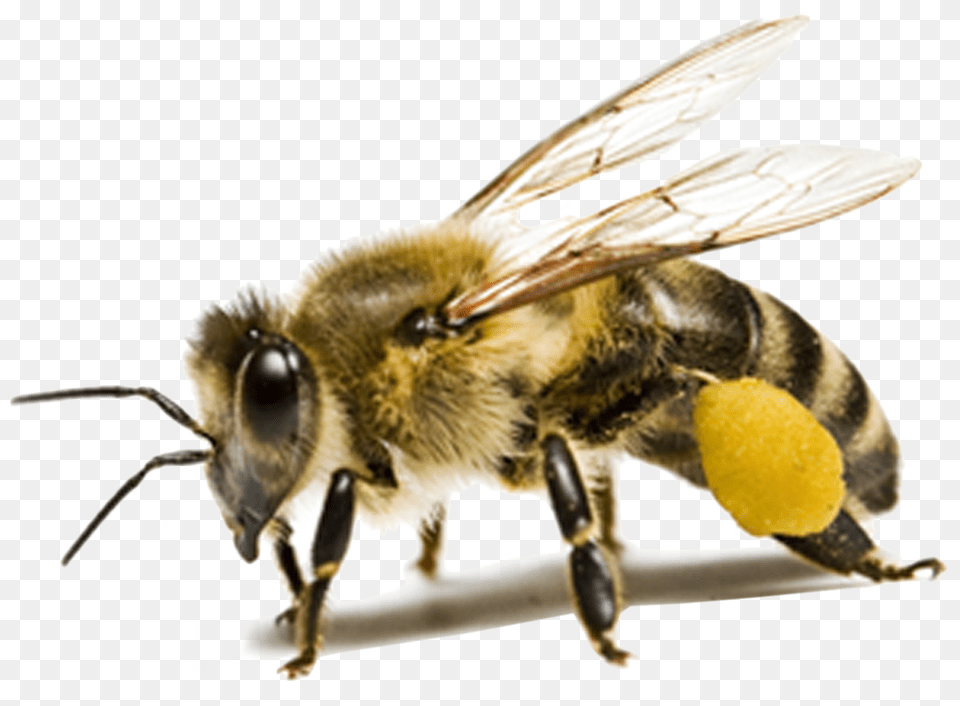 Bee Classification Using A Cnn Honey Bee Transparent Background, Animal, Honey Bee, Insect, Invertebrate Png Image