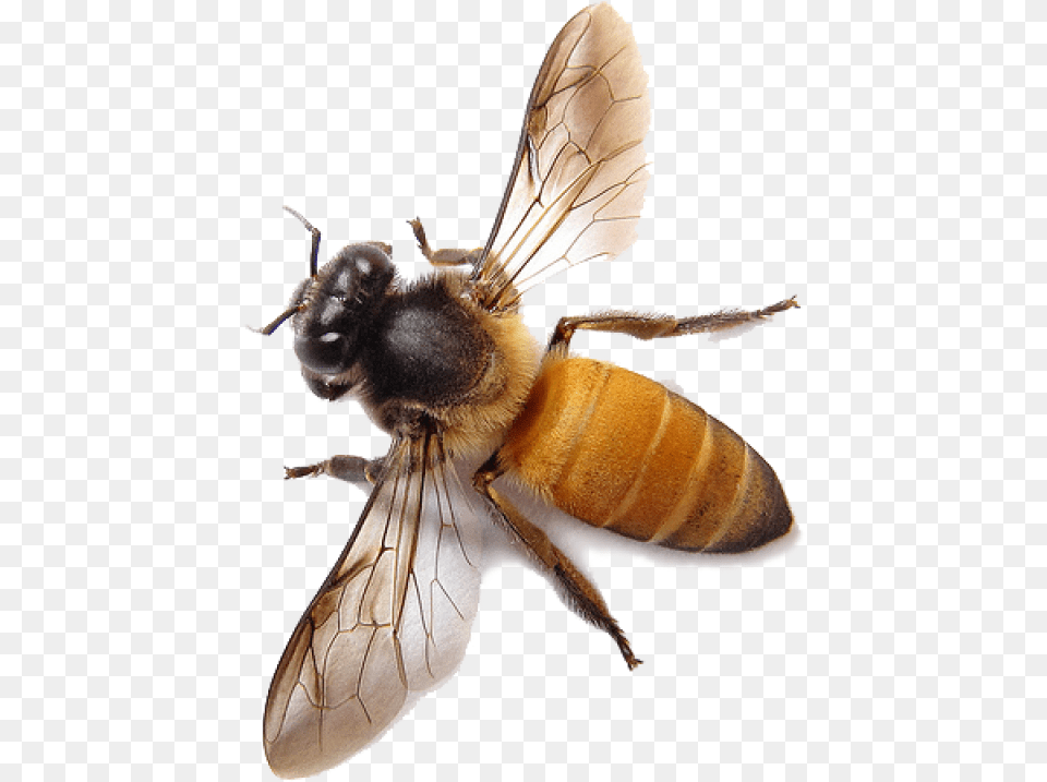 Bee Image Honey Bee Background, Animal, Honey Bee, Insect, Invertebrate Png