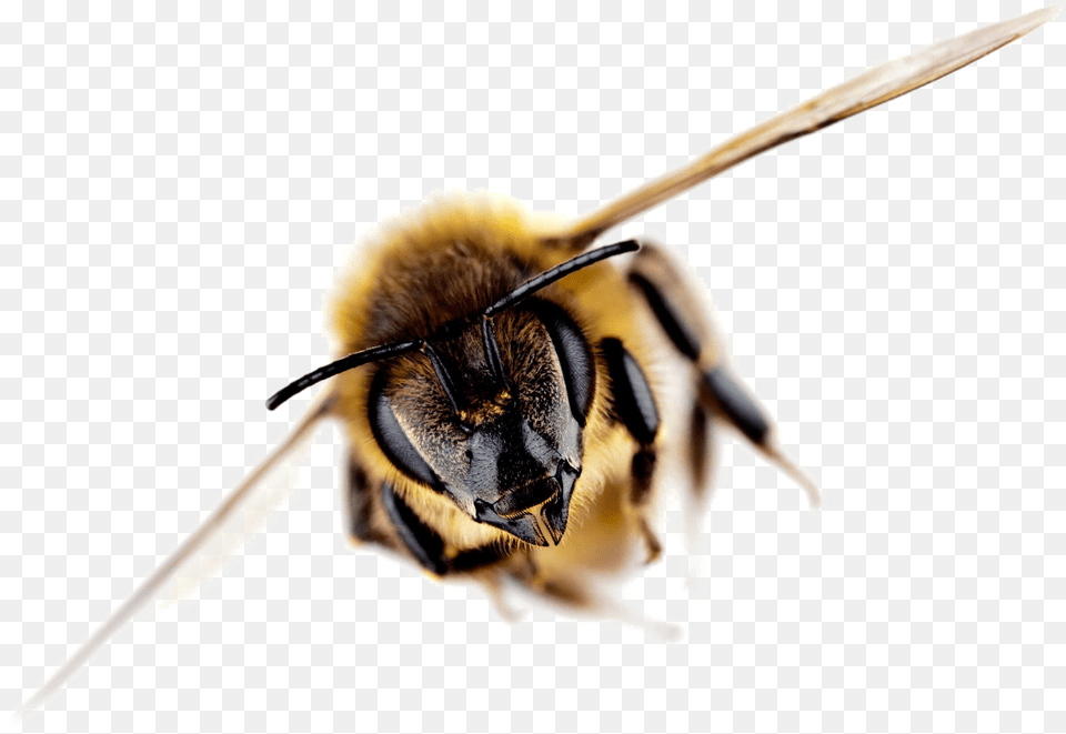 Bee Importance Of Bees Facts, Animal, Apidae, Bumblebee, Insect Png Image