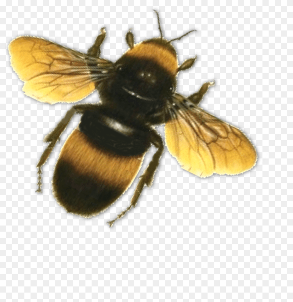 Bee Images Bumble Bee Background, Animal, Apidae, Bumblebee, Insect Png