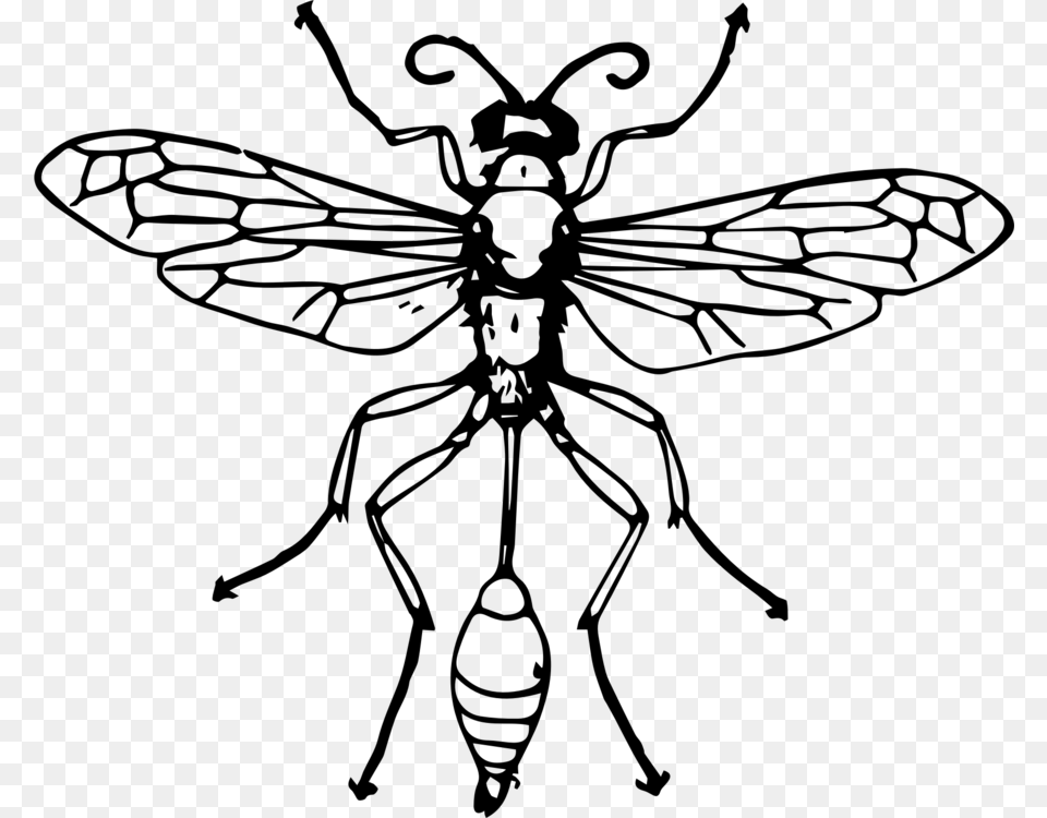Bee Insect Thread Waisted Wasps Hornet, Gray Free Png