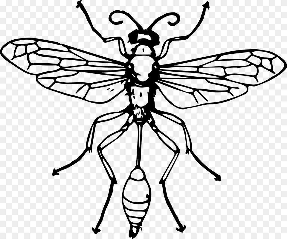 Bee Insect Thread Waisted Wasps Hornet Thread Waisted Wasp Diagram, Gray Free Transparent Png