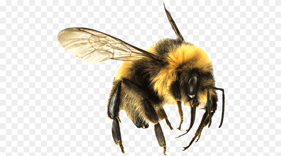 Bee Large Bumble Bee Transparent, Animal, Apidae, Bumblebee, Insect Png